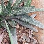 Gasteria excelsa Hostoa