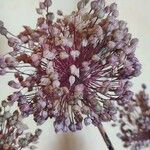 Allium polyanthum फूल
