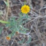 Pulicaria arabica Fula