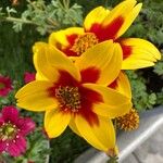 Bidens triplinervia Flor