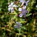 Plumbago europaea Kwiat