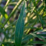 Coreopsis auriculata Hoja