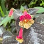Kohleria amabilis Blomst