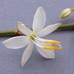 Chlorophytum comosum Flower