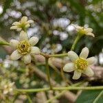 Nectandra angustifolia Λουλούδι