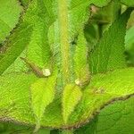 Eupatorium perfoliatum Leaf