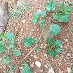 Trianthema portulacastrum Leaf