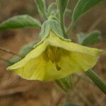 Physalis viscosa Blüte