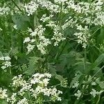 Anthriscus sylvestris Habit