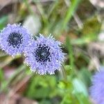 Globularia bisnagarica花