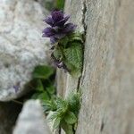 Ajuga pyramidalis Habitus