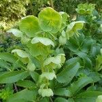 Helleborus argutifolius 花