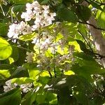 Catalpa speciosa Λουλούδι
