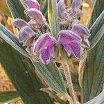 Phlomis anisodonta