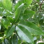 Tabebuia heterophylla Leaf