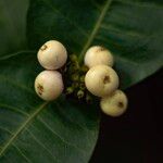 Ixora finlaysoniana Fruit