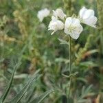 Polemonium carneum Fiore