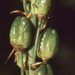Loncomelos pyrenaicus Fruto