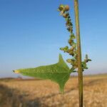 Atriplex micrantha Foglia