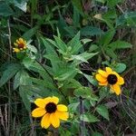 Rudbeckia trilobaЦвят