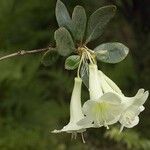 Rhododendron flavoviride Kvet