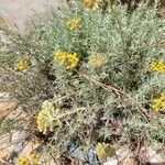 Helichrysum stoechasफूल