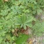 Potentilla anglica Leaf