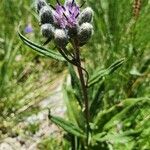 Saussurea alpina Flower