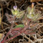 Phacelia cephalotes Λουλούδι