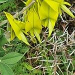 Crotalaria agatiflora Flor