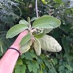 Solanum mauritianum Folla