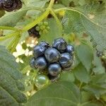 Lantana viburnoides Fruit