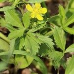 Potentilla anemonifolia Квітка