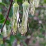 Clematis cirrhosa Фрукт