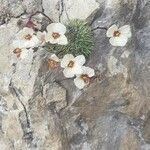 Saxifraga burseriana Fleur