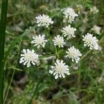 Oenanthe silaifolia Квітка