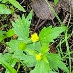 Ranunculus recurvatus Leaf