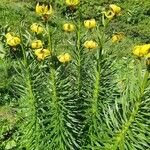 Lilium pyrenaicum Floare