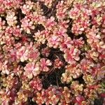 Sedum andegavense 葉