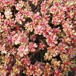 Sedum andegavense Лист