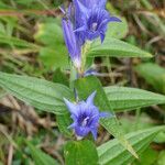 Gentiana asclepiadeaFlower