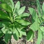 Costus guanaiensis Feuille