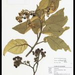 Solanum asteropilodes Otro