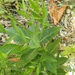 Amsonia tabernaemontana Лист