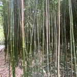 Phyllostachys reticulata Rinde