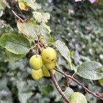 Malus sylvestrisFrukto