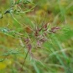 Poa bulbosa Fula
