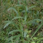 Digitalis parviflora Foglia