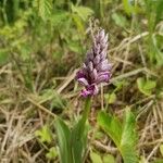 Orchis militaris Flor