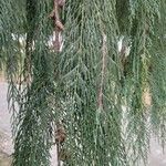 Cupressus cashmeriana Φύλλο